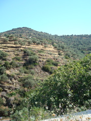Sifnos/Appolonia-Artemonia