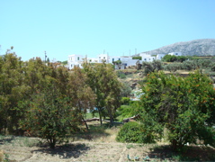 Sifnos/Appolonia-Artemonia