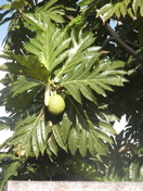 arbre &agrave; pain2.JPG